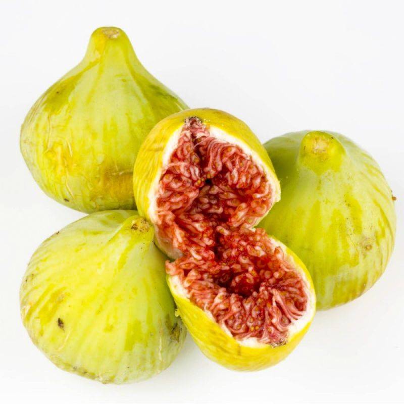 Figuier carica 'Goutte d'Or' (Ficus carica 'Goutte d'or') - Godet - Taille 13/25cm - Pépinières Naudet - Image 1