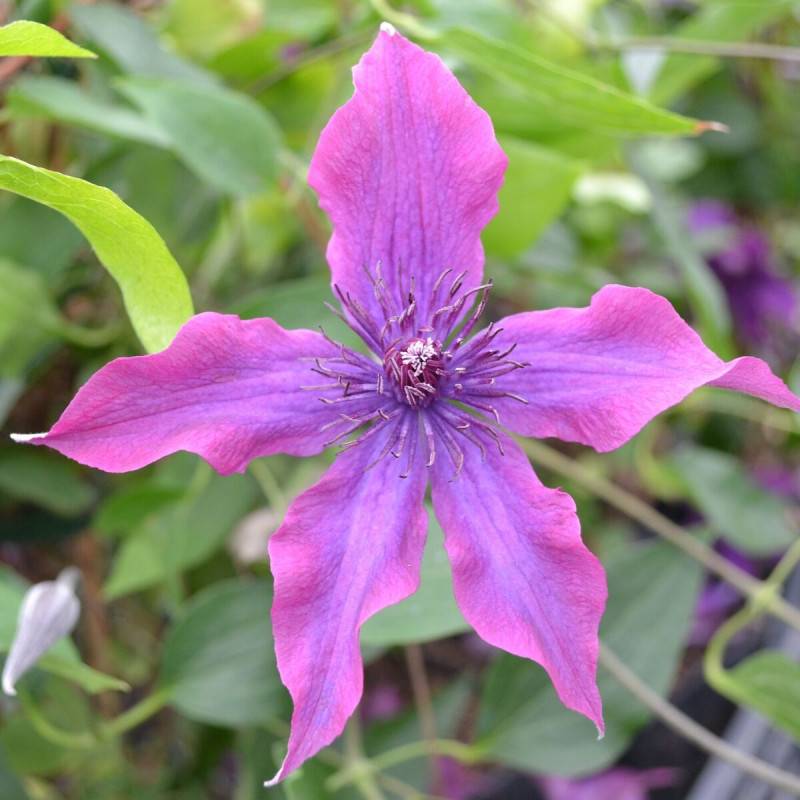 Clématite Guiding Promise™ 'Evipo053' à fleurs Violette - feuillage Caduc - Pot de 3L - Echelle bambou 60/120 cm-  hauteur à maturité De 1,00 m à 1,50 - Image 6