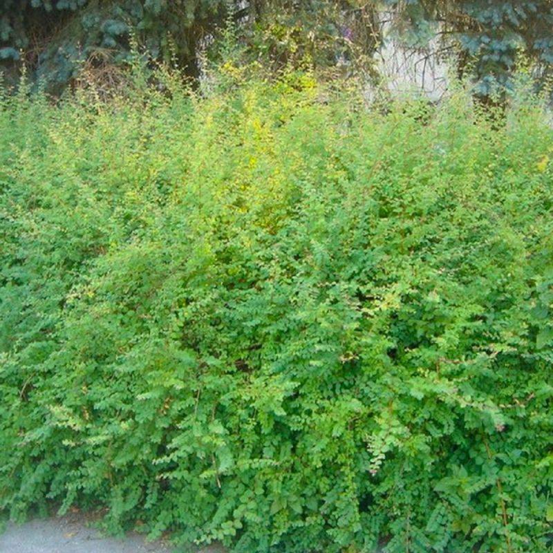 Symphorine de Chenault 'Hancock' (Symphoricarpos x chenaultii 'Hancock') - Godet - Taille 20/40cm - Pépinières Naudet - Image 1