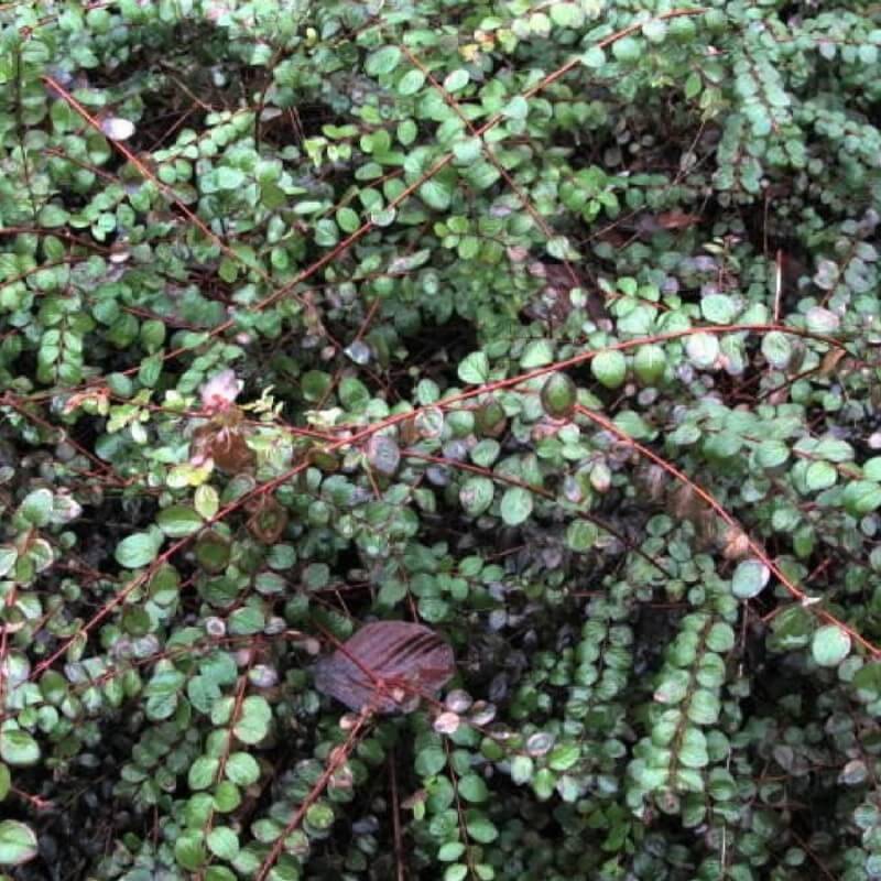 Symphorine de Chenault 'Hancock' (Symphoricarpos x chenaultii 'Hancock') - Godet - Taille 20/40cm - Pépinières Naudet - Image 3