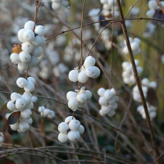 Symphorine de Chenault 'Hancock' (Symphoricarpos x chenaultii 'Hancock') - Godet - Taille 20/40cm - Pépinières Naudet - Image 2