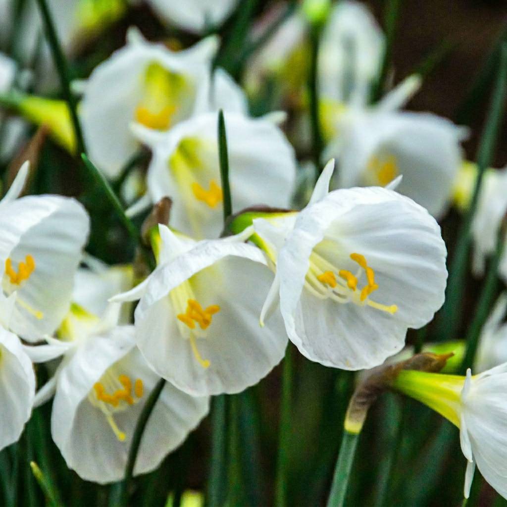 La Green Touch - Narcisse à jupon blanc - 20 bulbes - calibre 6/8 - Image 1