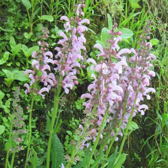 Sauge des prés - Salvia pratensis Pink Delight® Godet de 8/9 cm