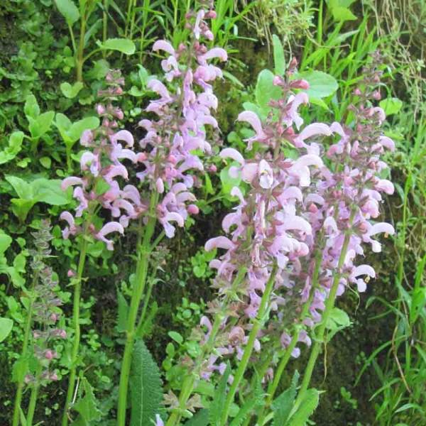 Sauge des prés - Salvia pratensis Pink Delight® Godet de 8/9 cm
