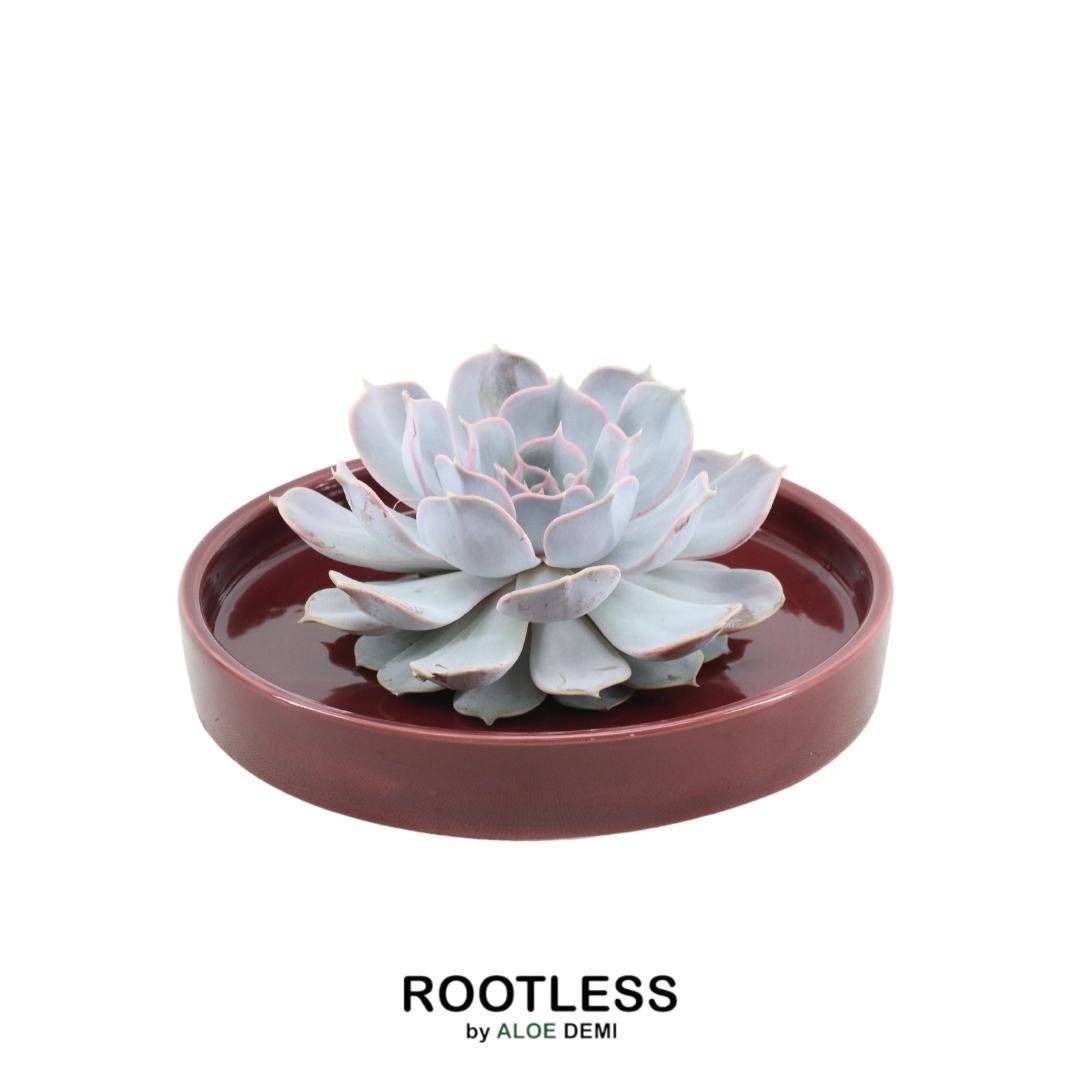 Echeveria Lilacina Sans Racines dans Coupe Rouge- La Green Touch - Image 1