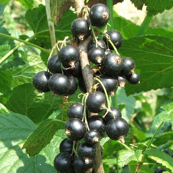 Cassissier Andega (autofertile) Pot de 1,5L/2L, Buisson