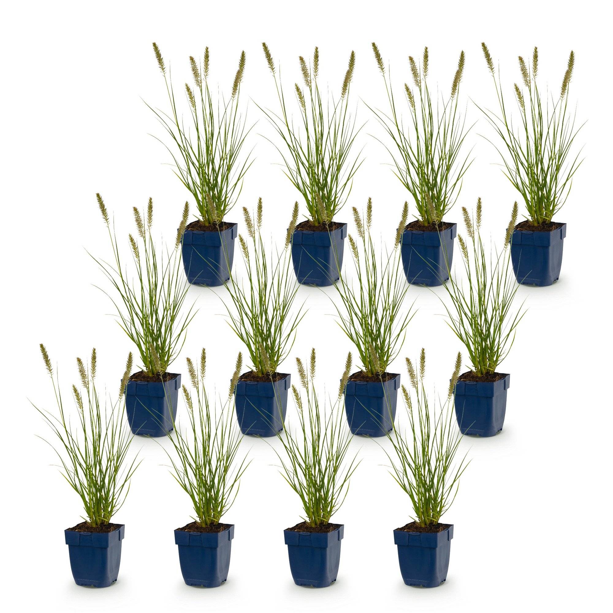 Herbe aux écouvillons 'Hameln' (Pennisetum alopecuroides) - graminée ornementale - Pot 11 cm - Hauteur 25 cm - 12 plants - Plantes d'intérieur - Image 2