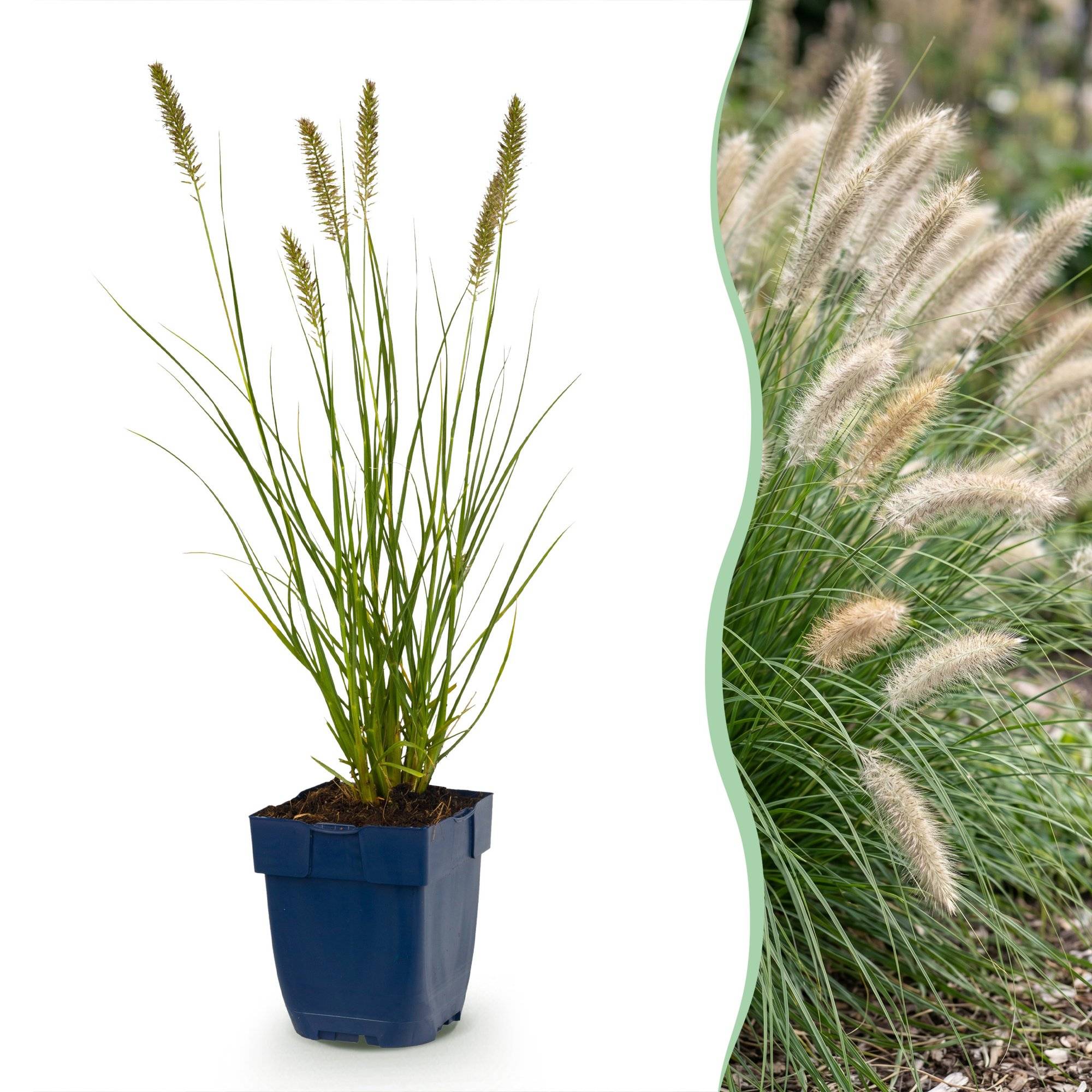 Herbe aux écouvillons 'Hameln' (Pennisetum alopecuroides) - graminée ornementale - Pot 11 cm - Hauteur 25 cm - 12 plants - Plantes d'intérieur - Image 1