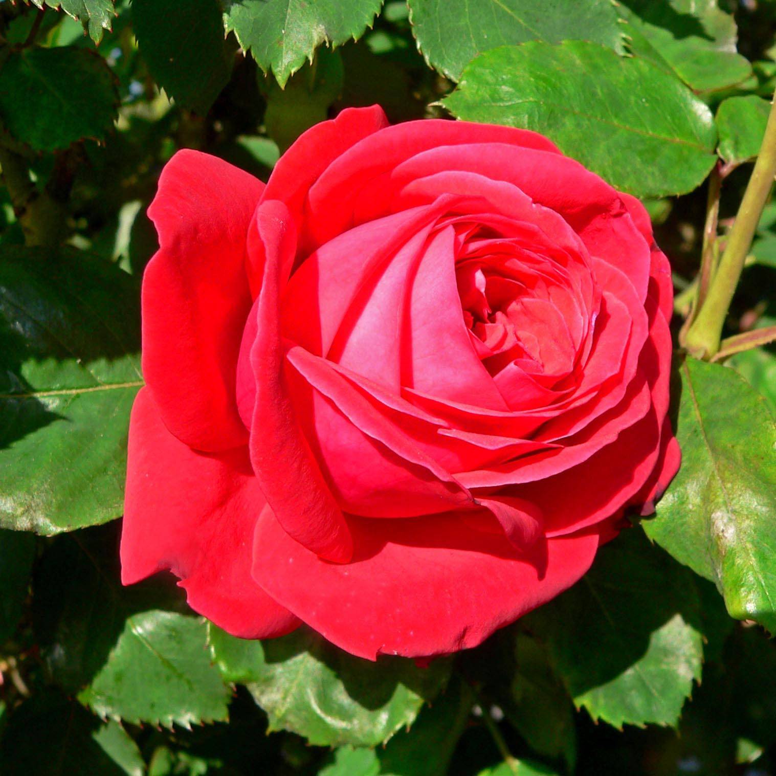 Promesse de Fleurs - Rosier à grandes fleurs Dame de Coeur Petites Racines nues
