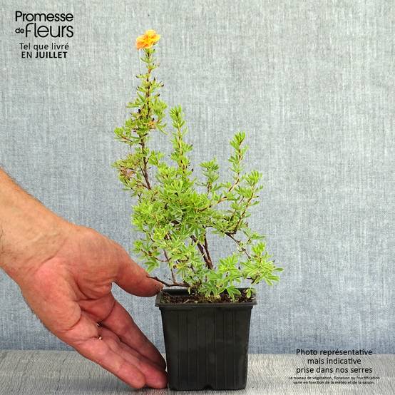 Potentilla fruticosa Red Ace - Potentille arbustive Godet de 8/9 cm - Image 2