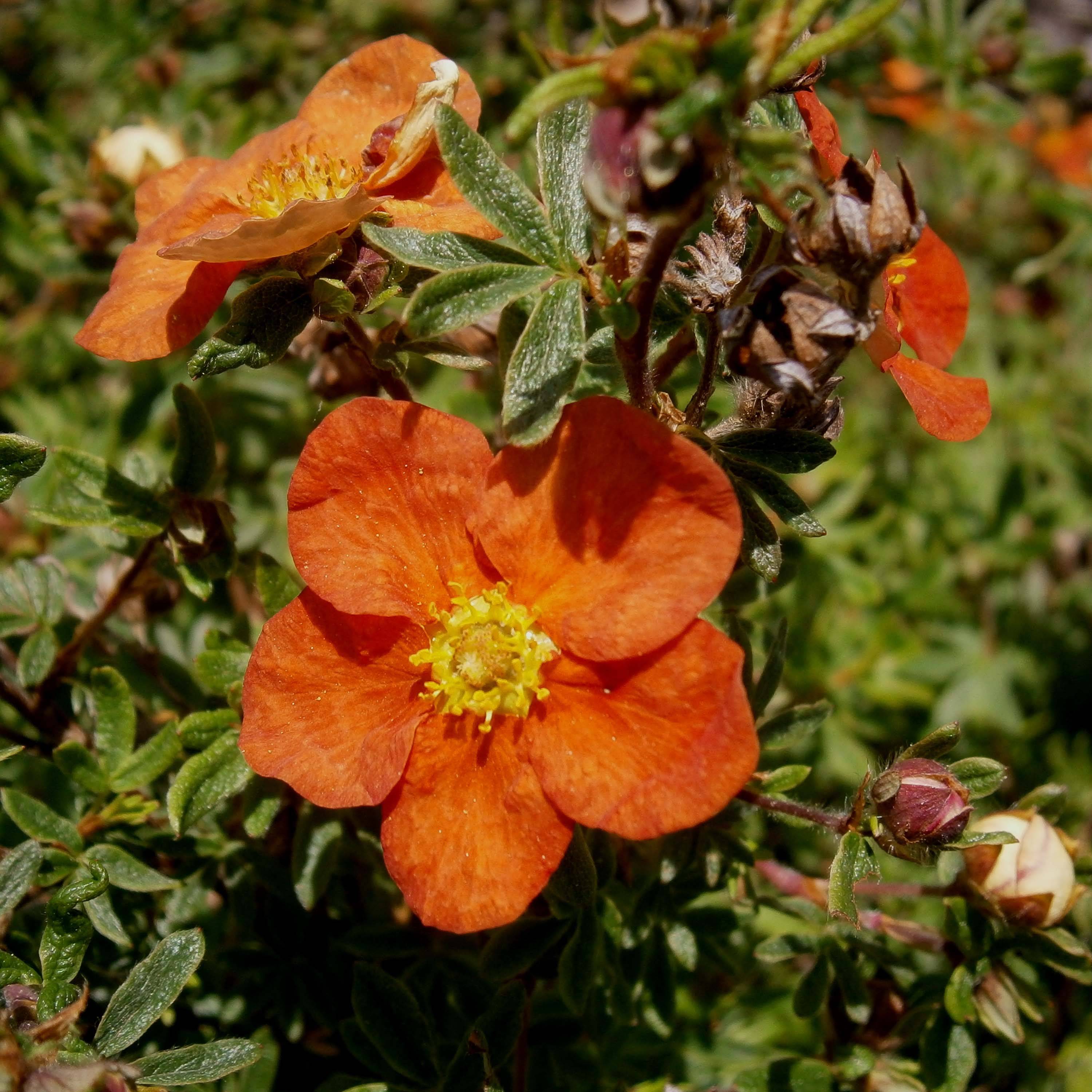 Potentilla fruticosa Red Ace - Potentille arbustive Godet de 8/9 cm - Image 1