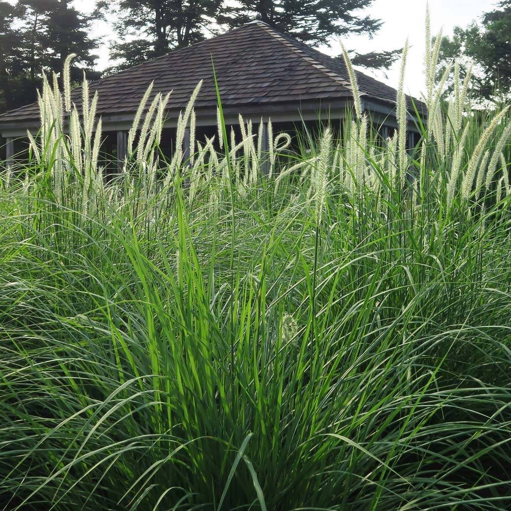 Pennisetum orientale Fairy Tails - Herbe aux écouvillons Pot de 2L/3L