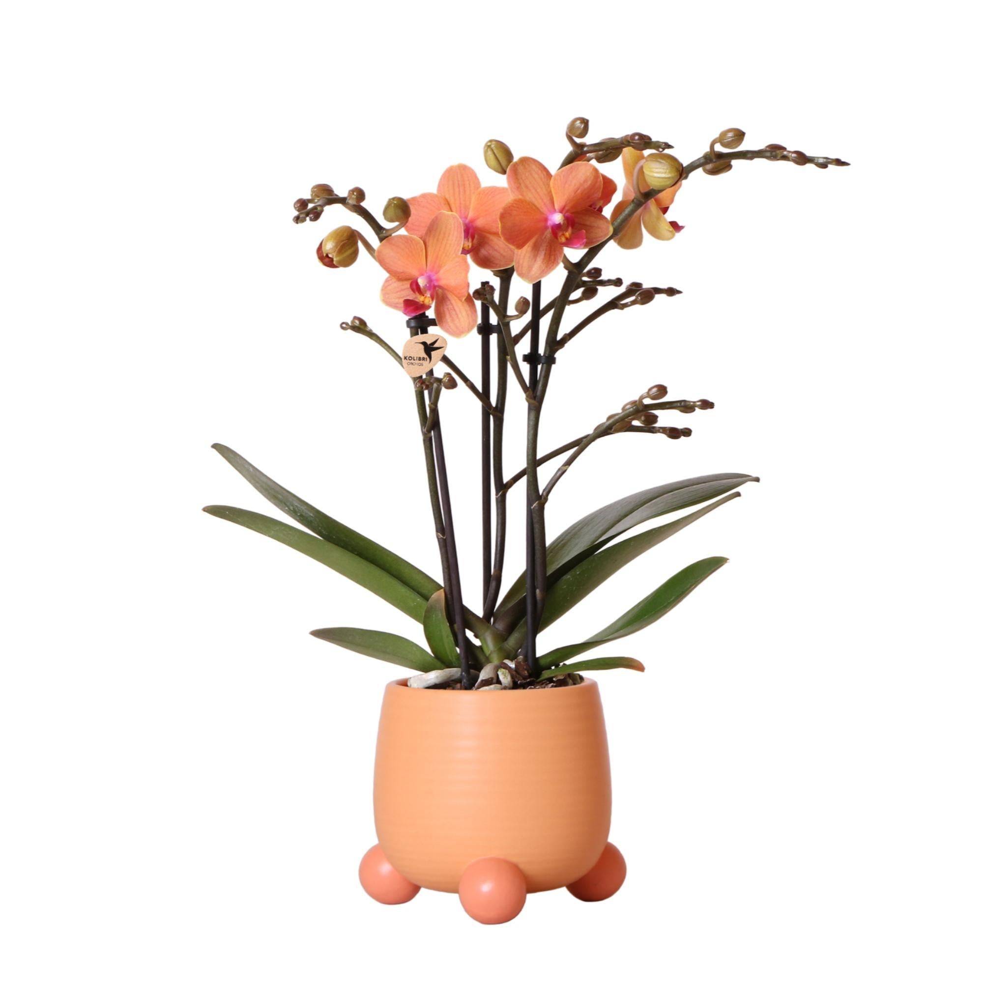 La Green Touch - Orchidée Corail et son pot- La Green Touch Pêche - Hauteur 35cm