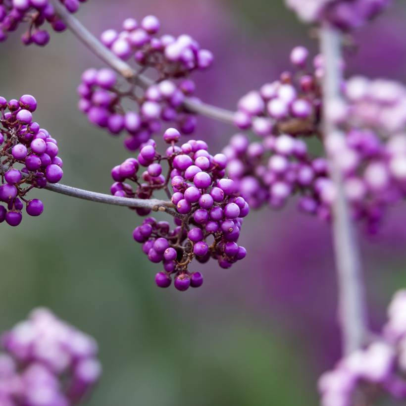 Callicarpa bodinieri Liebespaar - Arbuste aux bonbons Pot de 7,5L/10L - Image 1