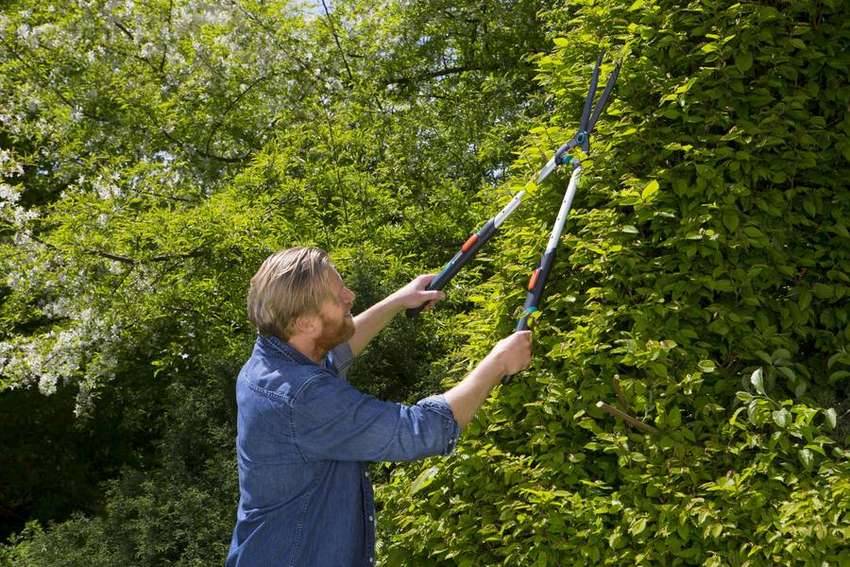 Gardena - Cisaille à Haies télescopique TeleCut - lames ondulées anti-adhérentes - coupe : 25 cm Gardena - Image 5