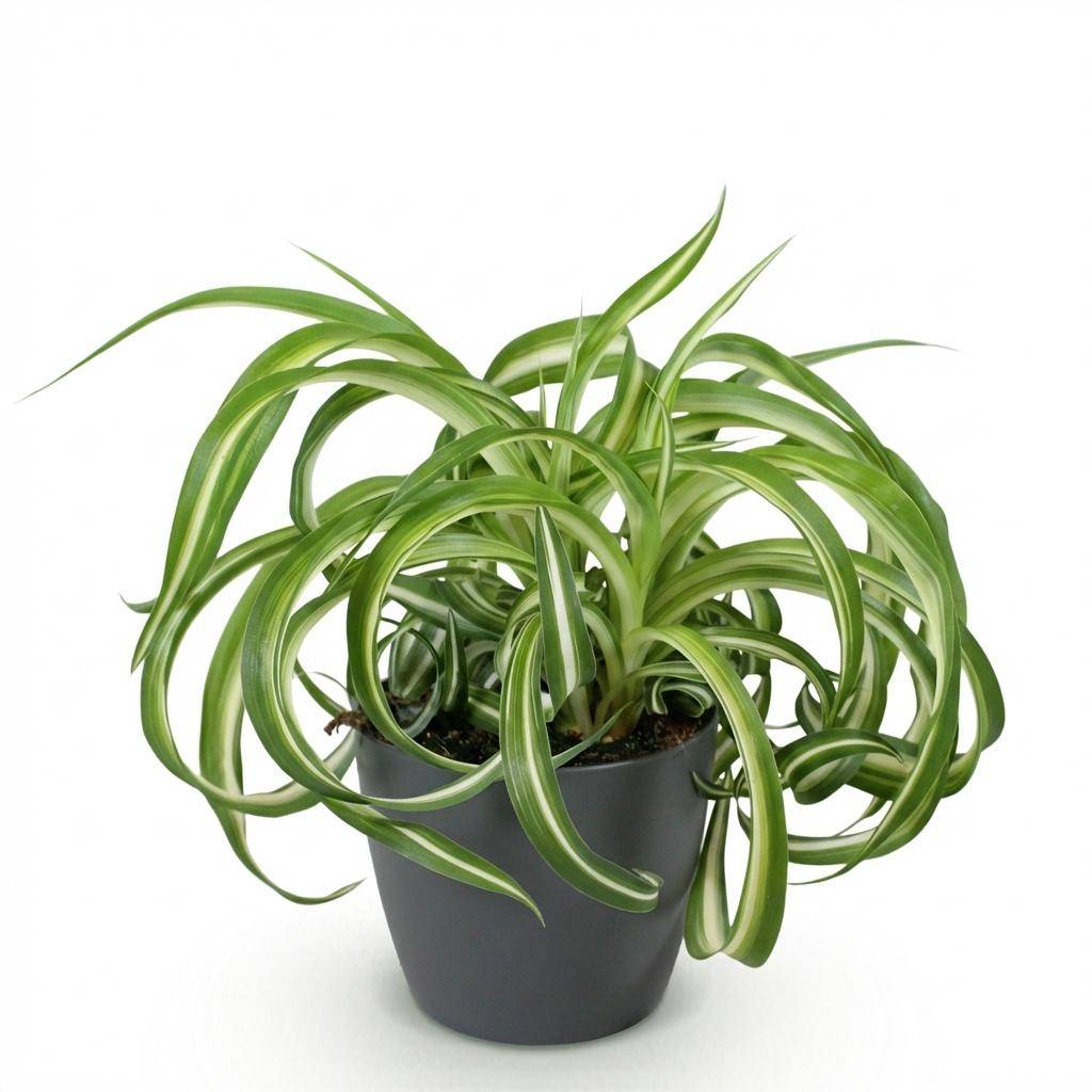 Chlorophytum comosum Bonnie - Pet-friendly - Pot de 12cm - Hauteur 20cm - 1 plante - Gris - Plantes d'intérieur - Image 2