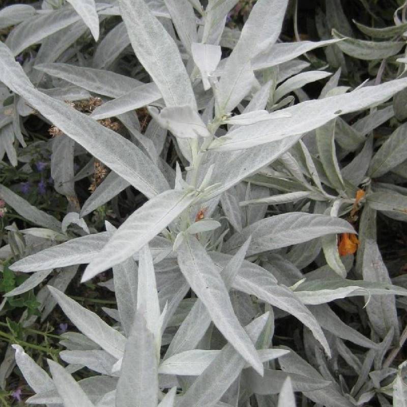 Armoise blanche à fleurs Blanche - feuillage Persistant - Godet - 5/20 cm-  hauteur à maturité De 0,50 m à 1,00 m - Image 1