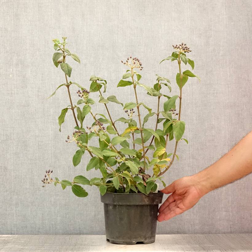 Viburnum tinus Purpureum - Viorne tin, Laurier tin  Pot de 2L/3L - Image 2