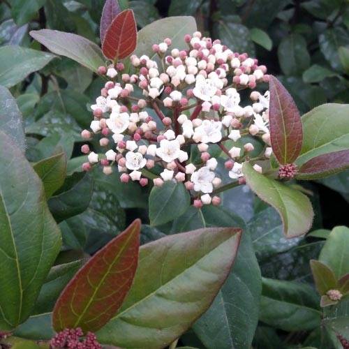 Viburnum tinus Purpureum - Viorne tin, Laurier tin Pot de 2L/3L - Image 1