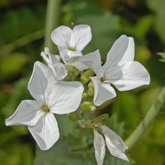 Promesse de Fleurs - Monnaie du Pape Blanche - Lunaria annua Alba Godet de 8/9 cm