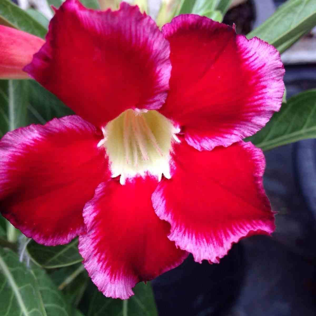 Sans Marque - Adenium obesum cv.Dang Suda Couleur floraison:Rose - Taille:Caudex d'environ 300g 20/25cm
