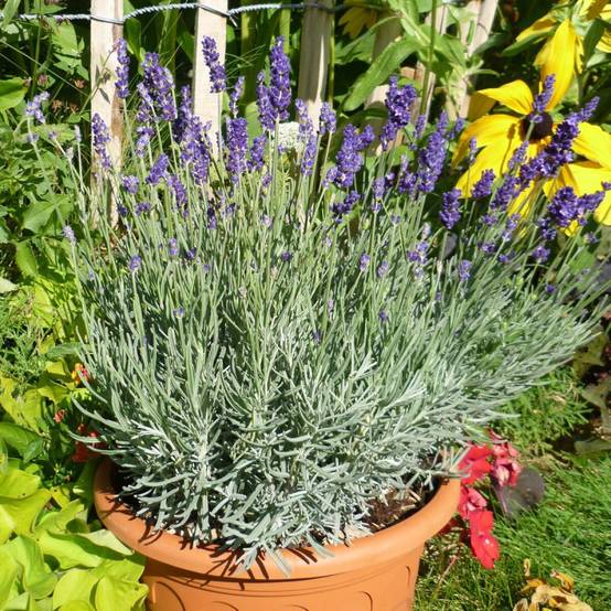 Lavande Anna® à fleurs Bleue - feuillage Semi-Persistant - Pot de 2,5L - 20/30 cm- hauteur à maturité De 0,50 m à 1,00 m - Image 1