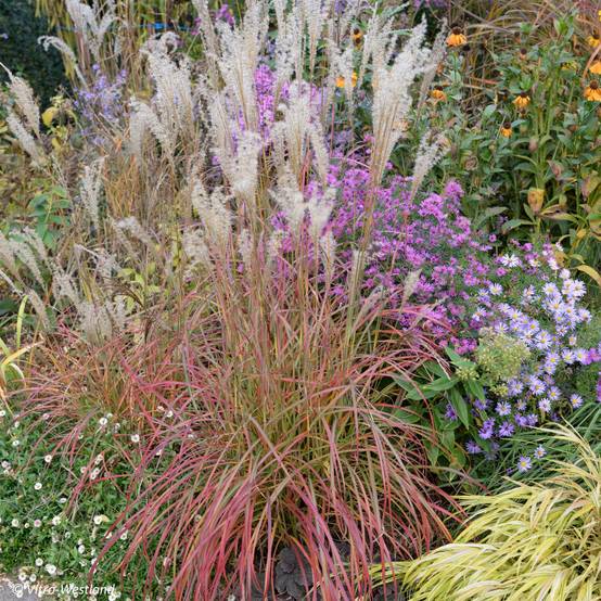 Miscanthus sinensis Little Miss - Roseau de Chine Godet de 8/9 cm