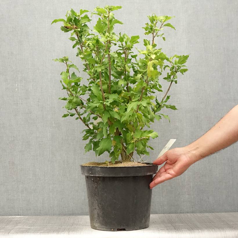 Promesse de Fleurs - Hibiscus Pink Giant - Althéa rose à coeur rouge Pot de 7,5L/10L - Image 2