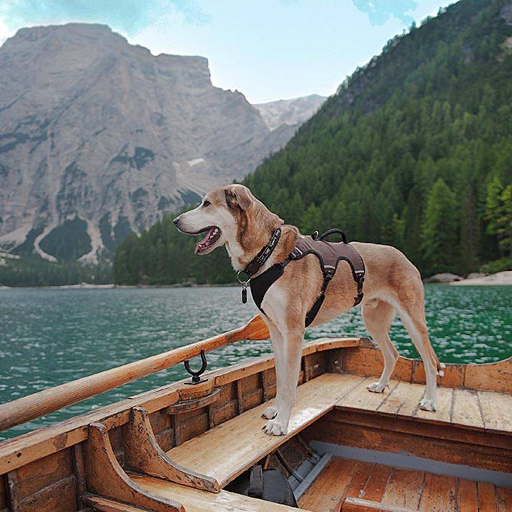 Ferplast - Ferplast Harnais Chien Réglable M Poitrail 55-65 cm avec Poignée, Marron - Image 2
