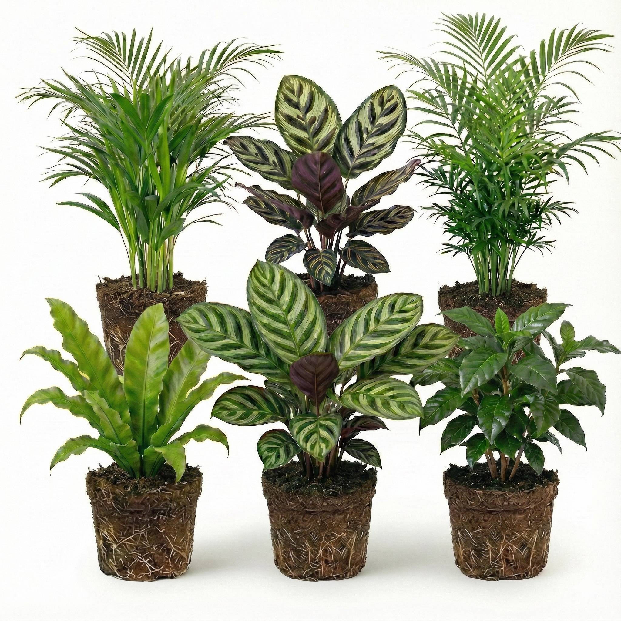 0 - Plantes Purificatrices d'Air - 6 pièces - Ø12 cm - 30-40 cm - Image 1