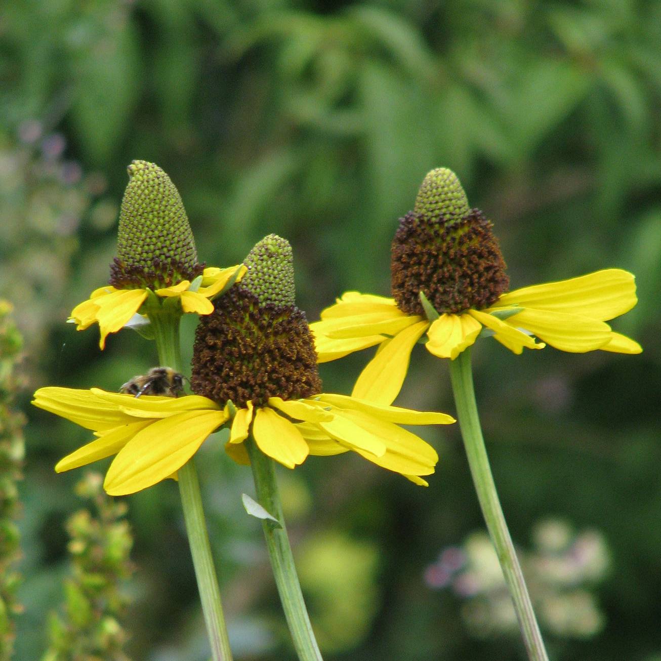 Rudbeckia maxima Godet de 8/9 cm