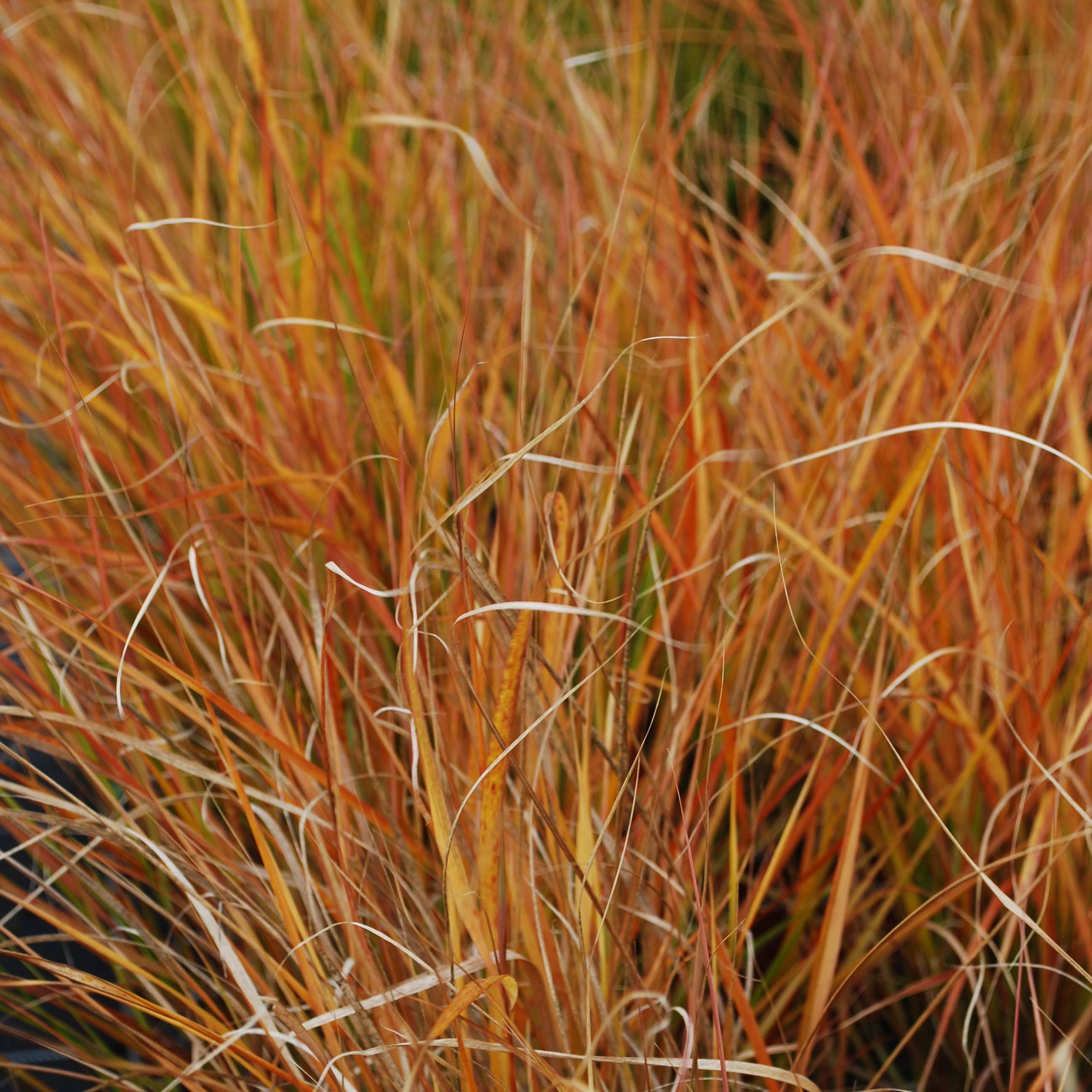 Promesse de Fleurs - Stipa arundinacea Sirocco - Anemanthele lessoniana Godet de 8/9 cm