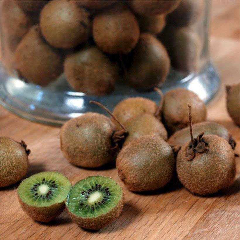 Promesse de Fleurs - Kiwi Jenny (autofertile) Bio Pot de 1,5L/2L