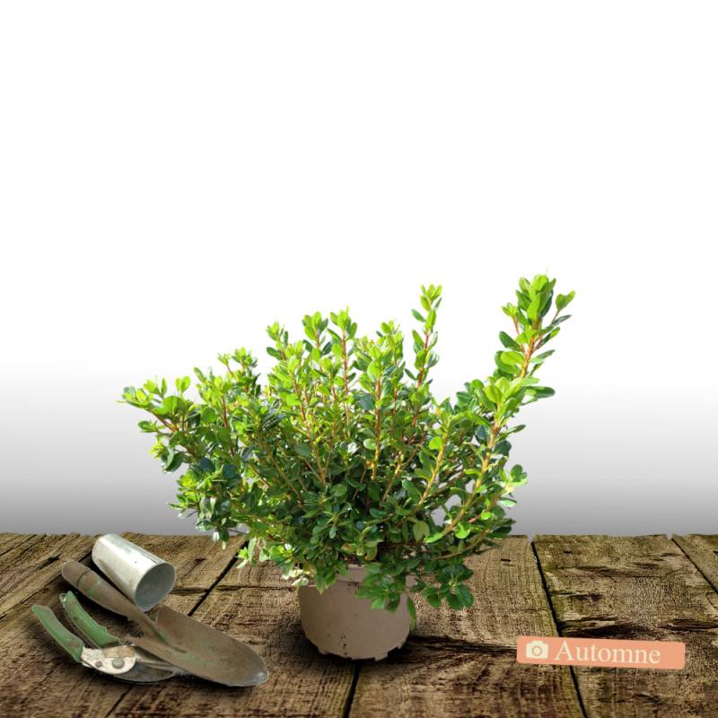 Azalée du Japon Johanna, Azalea à fleurs Rouge - feuillage Persistant - Pot de 3L - 20/40 cm-  hauteur à maturité De 0,50 m à 1,00 m - Image 2