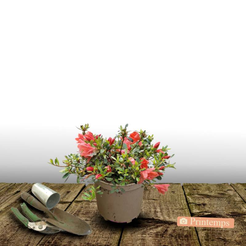 Azalée du Japon Johanna, Azalea à fleurs Rouge - feuillage Persistant - Pot de 3L - 20/40 cm-  hauteur à maturité De 0,50 m à 1,00 m - Image 5