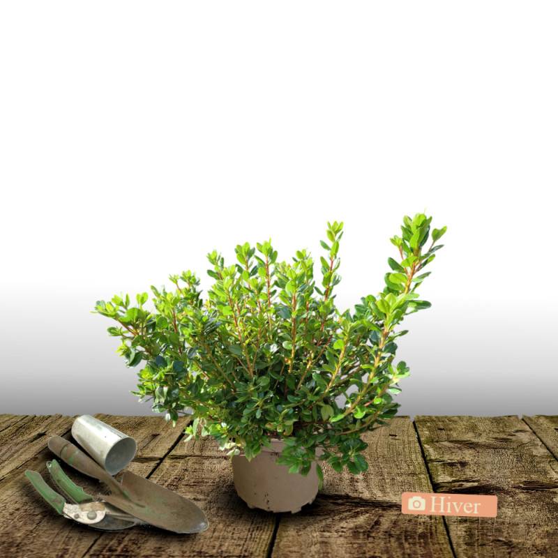 Azalée du Japon Johanna, Azalea à fleurs Rouge - feuillage Persistant - Pot de 3L - 20/40 cm-  hauteur à maturité De 0,50 m à 1,00 m - Image 4