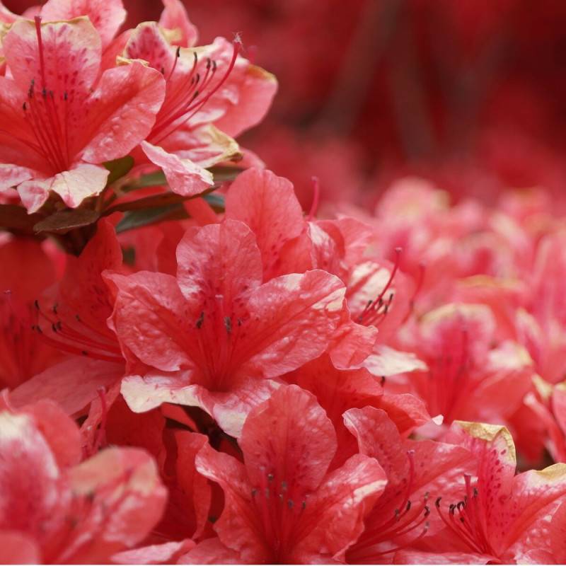 Azalée du Japon Johanna, Azalea à fleurs Rouge - feuillage Persistant - Pot de 3L - 20/40 cm-  hauteur à maturité De 0,50 m à 1,00 m - Image 1