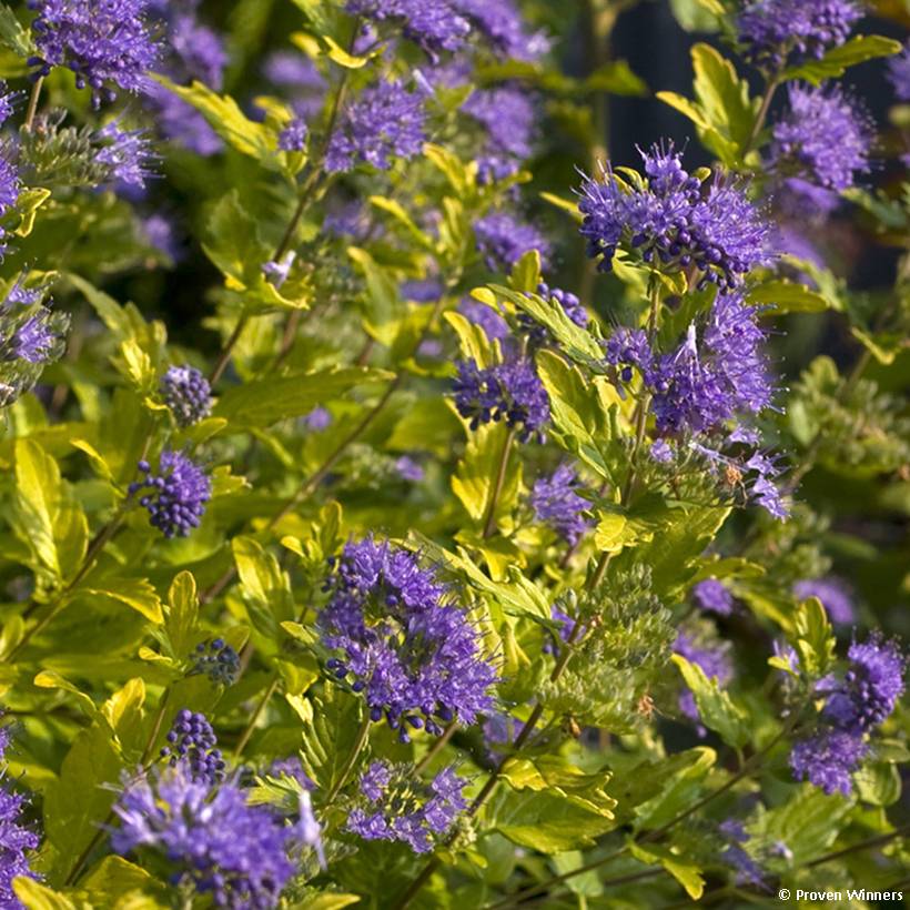 Promesse de Fleurs - Caryopteris incana Sunny Blue - Spirée bleue, Barbe bleue Pot de 2L/3L - Image 1