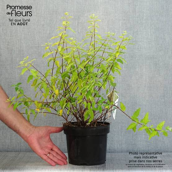 Promesse de Fleurs - Caryopteris incana Sunny Blue - Spirée bleue, Barbe bleue Pot de 2L/3L - Image 2