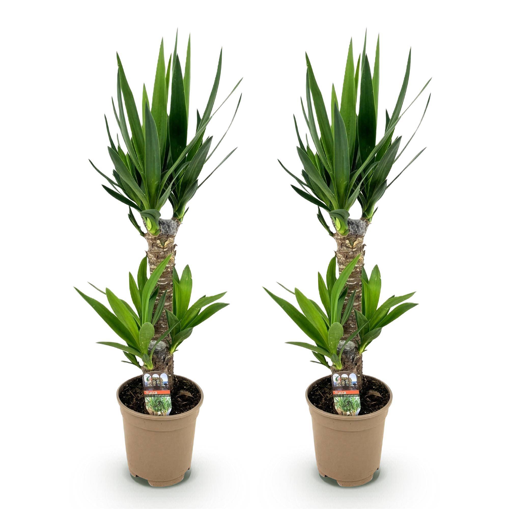 Yucca Elephantipes - Pot de 17cm - Hauteur 75cm - Plantes d'intérieur - Image 2