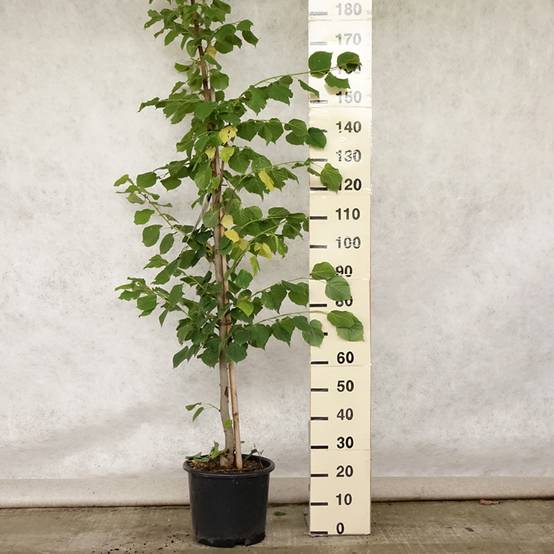 Promesse de Fleurs - Tilleul à grandes feuilles - Tilia platyphyllos Rubra Pot de 12L/15L, Baliveau - Image 2