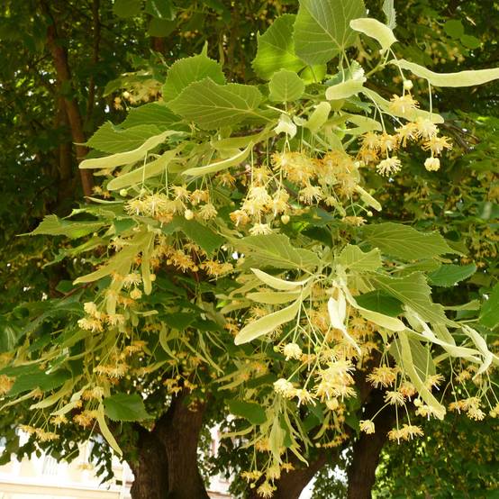Promesse de Fleurs - Tilleul à grandes feuilles - Tilia platyphyllos Rubra Pot de 12L/15L, Baliveau - Image 1