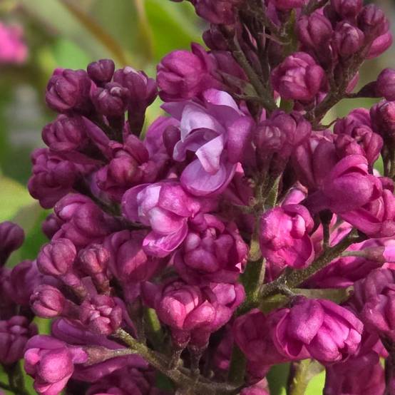 Lilas commun Prince Wolkonsky®, Syringa à fleurs Violette/ - feuillage Caduc - Pot de 4L - 60/100 cm - Image 6