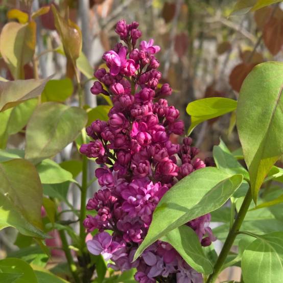 Lilas commun Prince Wolkonsky®, Syringa à fleurs Violette/ - feuillage Caduc - Pot de 4L - 60/100 cm - Image 9