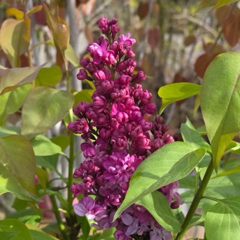 Lilas commun Prince Wolkonsky®, Syringa à fleurs Violette - feuillage Caduc - Pot de 4L - 60/100 cm-  hauteur à maturité De 2,50 m à 3,00 m - Image 9