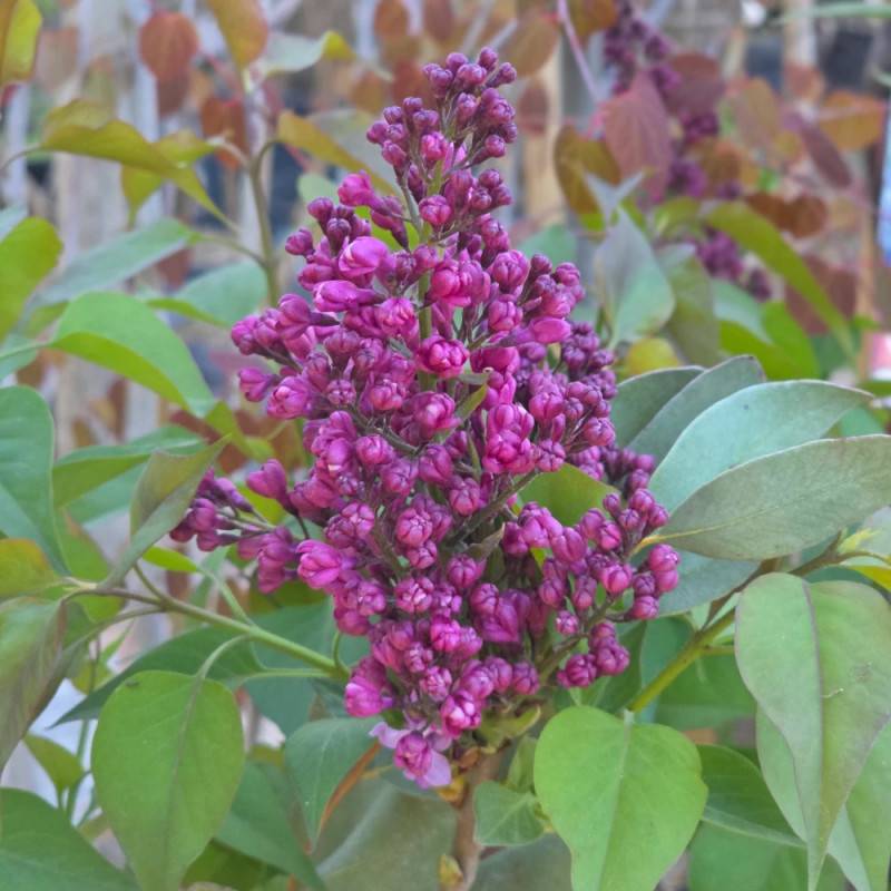 Lilas commun Prince Wolkonsky®, Syringa à fleurs Violette/ - feuillage Caduc - Pot de 4L - 60/100 cm - Image 10