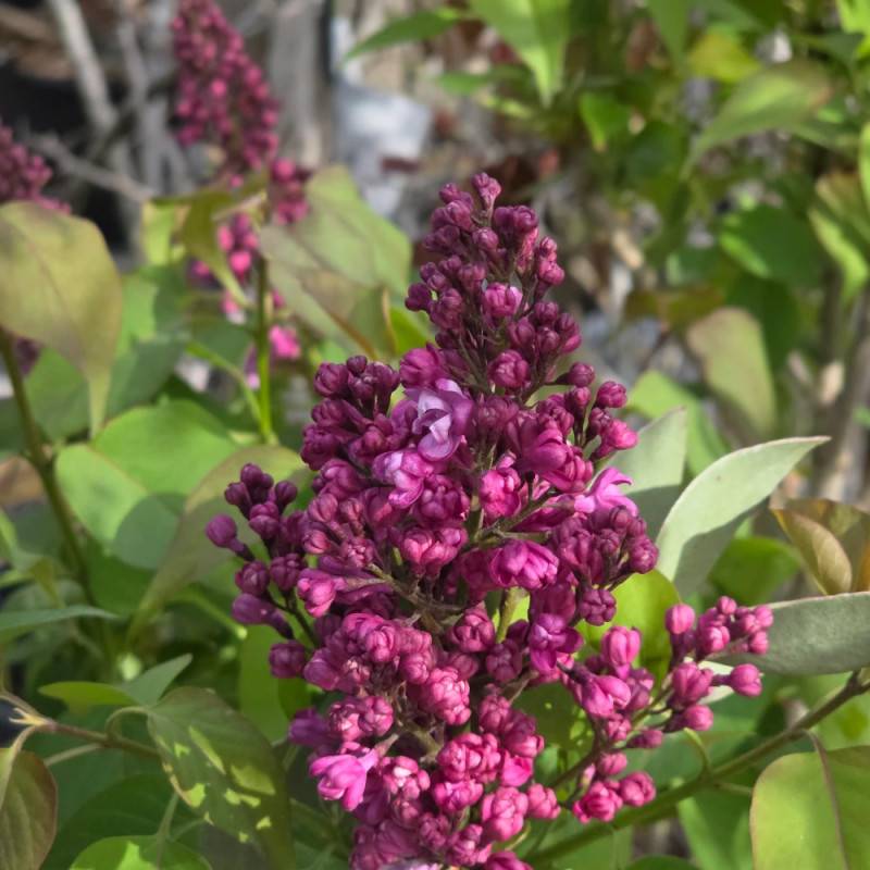 Lilas commun Prince Wolkonsky®, Syringa à fleurs Violette/ - feuillage Caduc - Pot de 4L - 60/100 cm - Image 7