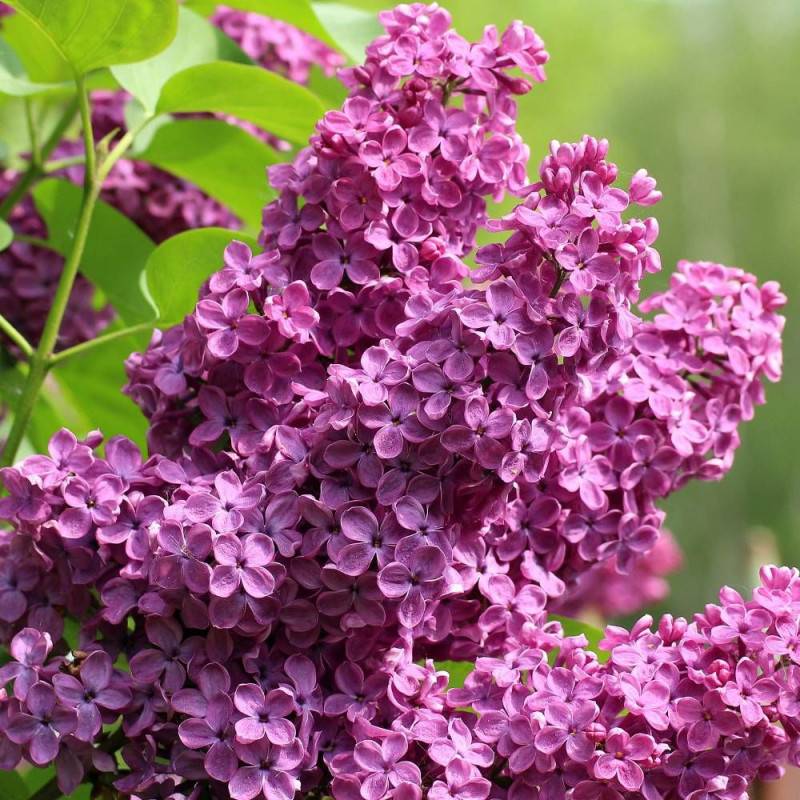 Lilas commun Prince Wolkonsky®, Syringa à fleurs Violette/ - feuillage Caduc - Pot de 4L - 60/100 cm