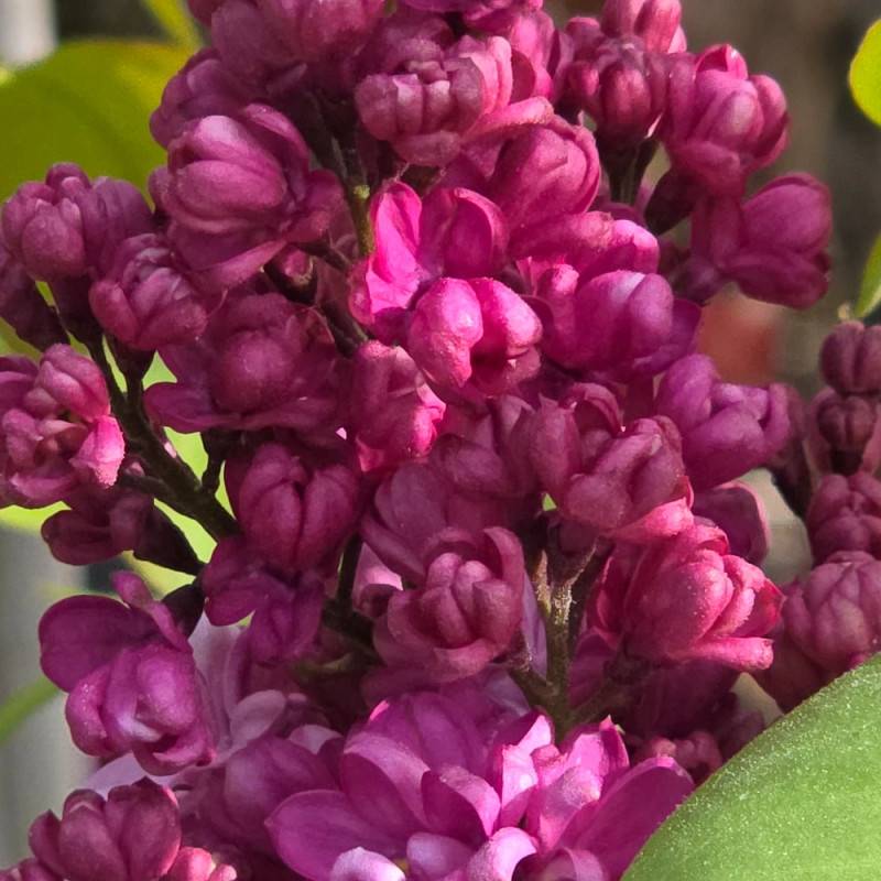 Lilas commun Prince Wolkonsky®, Syringa à fleurs Violette/ - feuillage Caduc - Pot de 4L - 60/100 cm - Image 8