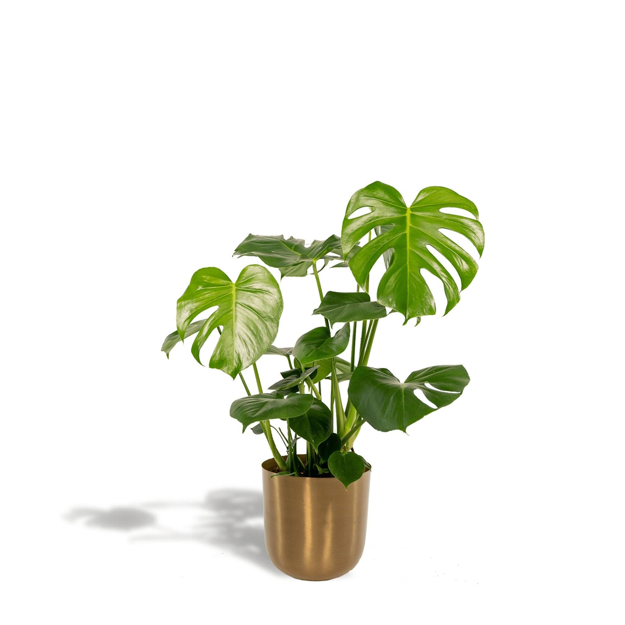 La Green Touch - Monstera Deliciosa et Son Cache - H80cm - Image 1